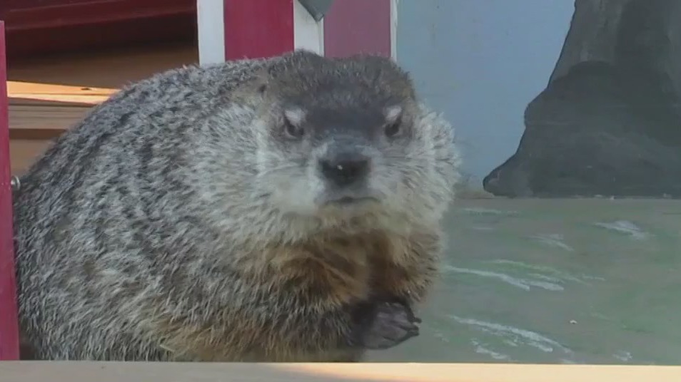 Milwaukee County Zoo groundhog 'Gordy' euthanized